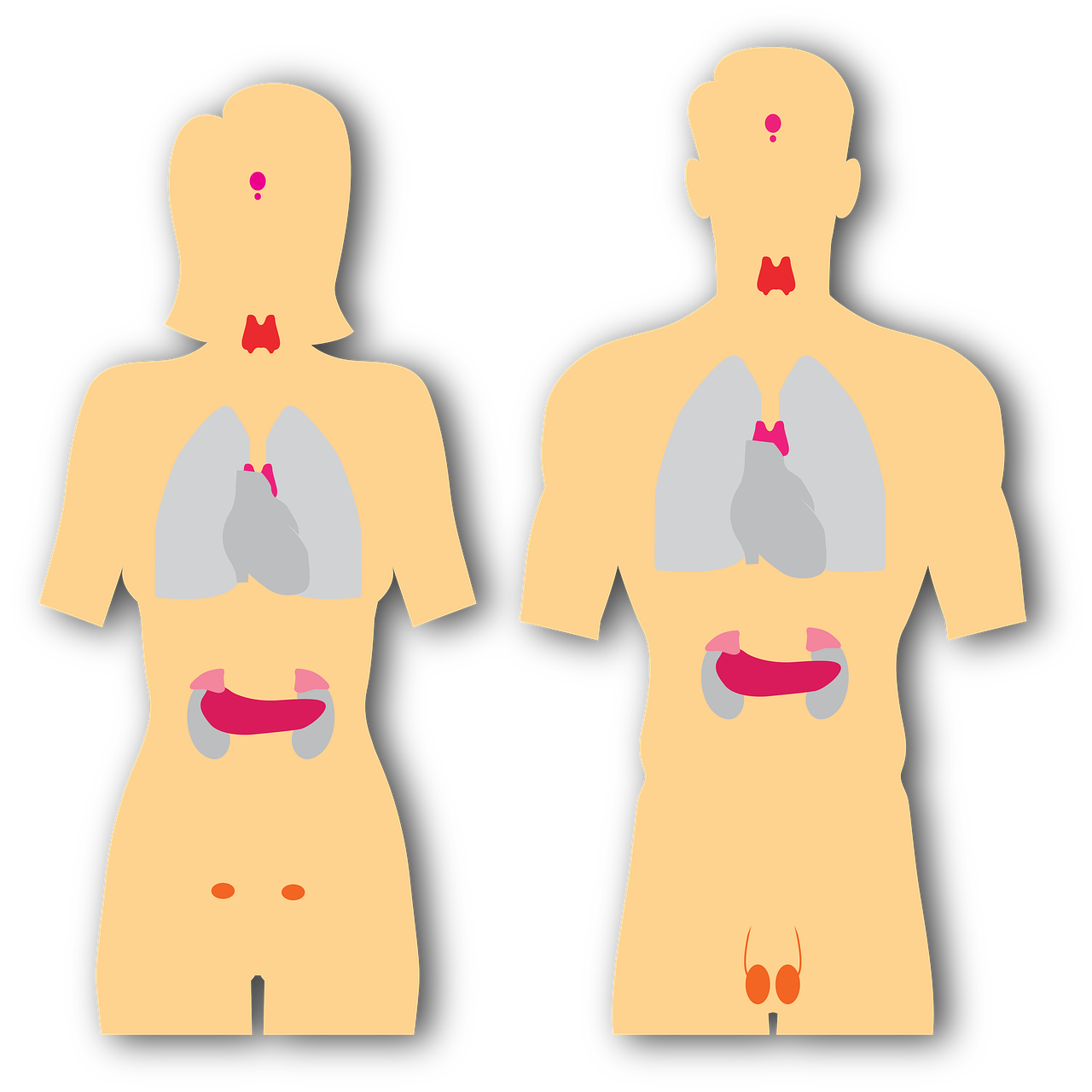 endocrine system, endocrine, anatomy